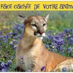 Chats, chiens et chevaux, voulez-vous connaître la face cachée de votre animal familier?