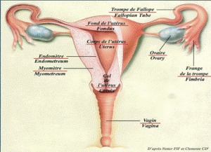 biologique et cancer de l'utérus7