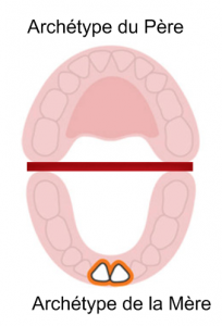 décodage dentaire 15