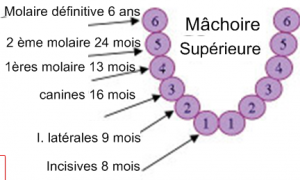 décodage dentaire 17