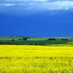 Psychologie des couleurs: Pourquoi Ho’oponopono est l’antidote du jaune